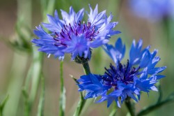 The cornflower is one of the losers among the agricultural weeds.