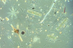A view through the microscope onto the diverse microalgal community of a freshwater lake, including diatoms, green algae and dinoflagellates/chryosphytes.