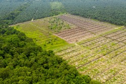 Deforestation in a tropical rainforest to make way for palm oil plantations