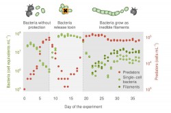 The three phases of exceptional dynamics: (1) Predation on the unprotected bacteria by predators, (2) toxin formation as cooperative defence and recovery of the bacterial population, (3) filament formation as individual defence through evolution and stabilisation of densities. Photo: David Kneis/TU Dresden