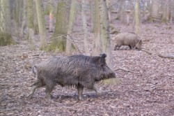 The liver of wild boar is suitable as a bioindicator for PFAS contamination of the environment. Photo: André Künzelmann / UFZ