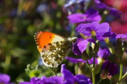 According to the analysis of the scientists, the orange tip (Anthocharis cardamines) is the only butterfly species in Europe for which a significant increase can be recorded. Photo: Ulrike Schäfer