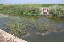 One of the channels that drain into the Albufera Lake (Júcar basin in Spain). Photo: Miguel Martín (Technical University of Valencia)