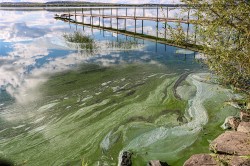 Neben Phosphor scheint auch Stickstoff ein entscheidender Treiber f�r das Algenwachstum in Seen weltweit zu sein.