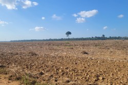 Fr Sojaproduktion entwaldetes Land im brasilianischen Amazonasgebiet
