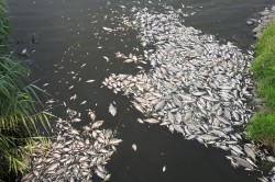 Fish mortality on the River Oder in summer 2022