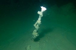 An individual submarine chimney at a depth of roughly 30 m.