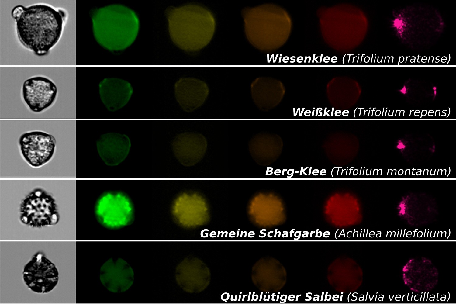 Microscopic images from pollen, which are important for pollinators, obtained by image-based particle analysis. Each row shows a single pollen grain of a specific plant with a normal microscopic image (first image on the left) and fluorescence images for different spectral ranges (colored images on the right). Photo: Susanne Dunker