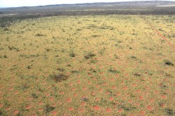 Aus der Vogelperspektive wird ersichtlich, dass sich die Feenkreise homogen über die Landschaft verteilen. Foto: Kevin Sanders Aus der Vogelperspektive wird ersichtlich, dass sich die Feenkreise homogen über die Landschaft verteilen. Foto: Kevin Sanders