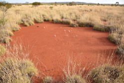 Ein großer Feenkreis mit einer harten Bodenschicht, die das Wachstum von Pflanzen verhindert. Australische Feenkreise haben im Schnitt Durchmesser von vier Metern, aber einige können auch größer als sieben Meter werden. Foto: Dr. Stephan Getzin Ein großer Feenkreis mit einer harten Bodenschicht, die das Wachstum von Pflanzen verhindert. Australische Feenkreise haben im Schnitt Durchmesser von vier Metern, aber einige können auch größer als sieben Meter werden. Foto: Dr. Stephan Getzin