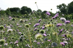 The field scabious (Knautia arvensis) shows pronounced genetic differences between northern and southern Germany and in addition regional adaptation. Photo: Walter Durka The field scabious (Knautia arvensis) shows pronounced genetic differences between northern and southern Germany and in addition regional adaptation. Photo: Walter Durka