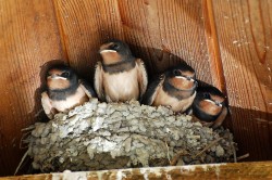 Vier zirka zwei Wochen alte Rauchschwalben in ihrem Nest. Foto: Annegret Grimm, UFZ Vier zirka zwei Wochen alte Rauchschwalben in ihrem Nest. Foto: Annegret Grimm, UFZ
