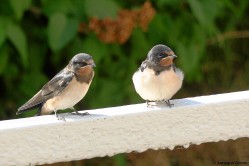 Die Rauchschwalben (Hirundo rustica) beginnen im April mit ihrer ersten Brut. Foto: Annegret Grimm, UFZ Die Rauchschwalben (Hirundo rustica) beginnen im April mit ihrer ersten Brut. Foto: Annegret Grimm, UFZ