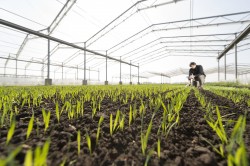 Die Global Change Experimental Facility (GCEF) besteht aus 25 überdachbaren und weiteren 25 nicht überdachbaren Experimentalflächen, in denen die künftigen Veränderungen in verschiedenen Landnutzungen simuliert werden. Die Anlage mit einer Gesamtfläche von rund sieben Hektar ist eines der weltweit größten Langzeitexperimente dieser Art und wird mindestens fünfzehn Jahre laufen. Foto: André Künzelmann, UFZ Die Global Change Experimental Facility (GCEF) besteht aus 25 überdachbaren und weiteren 25 nicht überdachbaren Experimentalflächen, in denen die künftigen Veränderungen in verschiedenen Landnutzungen simuliert werden. Die Anlage mit einer Gesamtfläche von rund sieben Hektar ist eines der weltweit größten Langzeitexperimente dieser Art und wird mindestens fünfzehn Jahre laufen. Foto: André Künzelmann, UFZ