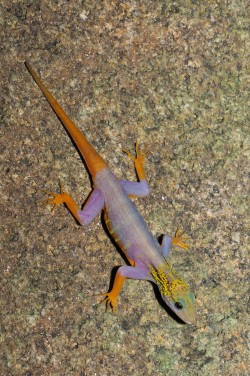 This brightly-coloured gecko, Cnemaspis psychedelica, was not discovered until 2010 and has achieved great popularity within a very short time. This endemic lives exclusively on the island of Hon Khoai in Vietnam which measures a mere eight square kilometres. These geckos have been offered for sale in Europe on a regular basis since 2013 - one pair for 2500 to 3000 euros. Photo: Lee Grismer This brightly-coloured gecko, Cnemaspis psychedelica, was not discovered until 2010 and has achieved great popularity within a very short time. This endemic lives exclusively on the island of Hon Khoai in Vietnam which measures a mere eight square kilometres. These geckos have been offered for sale in Europe on a regular basis since 2013 - one pair for 2500 to 3000 euros. Photo: Lee Grismer
