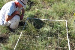 Ein Wissenschaftler ermittelt auf einer NutNet-Versuchsfläche in den USA (Boulder Colorado) die Anzahl verschiedener Arten innerhalb eines Quadratmeters. Foto: Brett Melbourne