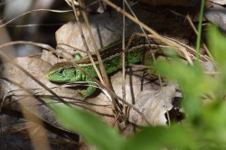 Sand lizards (Lacerta agilis) prefer relatively open landscapes with individual trees and shrubs. Photo: Annegret Grimm-Seyfarth / UFZ Sand lizards (Lacerta agilis) prefer relatively open landscapes with individual trees and shrubs. Photo: Annegret Grimm-Seyfarth / UFZ