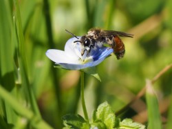 Ein Männchen der Gattung Rote Ehrenpreis-Sandbiene (Andrena labiata) nimmt den Nektar einer Ehrenpreis-Blüte (Veronica sp.) auf. Foto: Felix Fornoff, Universität Freiburg Ein Männchen der Gattung Rote Ehrenpreis-Sandbiene (Andrena labiata) nimmt den Nektar einer Ehrenpreis-Blüte (Veronica sp.) auf. Foto: Felix Fornoff, Universität Freiburg