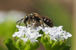 Eine Schmalbiene (Lasioglossum sp.) auf der Blüte des Gewöhnlichen Feldsalat (Valerianella locusta). Mehr als 20.000 Bienen-Arten sind weltweit bekannt. Sie bestäuben mehr als 90 Prozent der 107 wichtigsten Nutzpflanzen. Foto: Felix Fornoff, Universität Freiburg Eine Schmalbiene (Lasioglossum sp.) auf der Blüte des Gewöhnlichen Feldsalat (Valerianella locusta). Mehr als 20.000 Bienen-Arten sind weltweit bekannt. Sie bestäuben mehr als 90 Prozent der 107 wichtigsten Nutzpflanzen. Foto: Felix Fornoff, Universität Freiburg