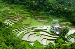 The village Banga'an in the province Ifugao (Philippines) is situated in the middle of irrigated rice fields and is part of UNESCO world heritage. Practical examples from 12 research projects show under which conditions for example ecological rice cultivation can be economically profitable. Photo: Josef Settele The village Banga'an in the province Ifugao (Philippines) is situated in the middle of irrigated rice fields and is part of UNESCO world heritage. Practical examples from 12 research projects show under which conditions for example ecological rice cultivation can be economically profitable. Photo: Josef Settele