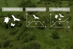 Researchers explain biodiversityvariables (EBVs) by comparing to the stock market. Photo: UFZ