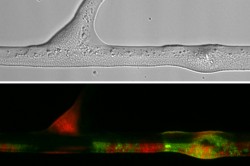 Upper panel: Transmitted light micrograph showing bacteria along a hypha. Lower panel: Micrograph visualising the distribution of transconjugant bacteria (in green) along the hypha as depicted in the upper panel. Photo: Berthold et al. 2016 in Scientific Reports Upper panel: Transmitted light micrograph showing bacteria along a hypha. Lower panel: Micrograph visualising the distribution of transconjugant bacteria (in green) along the hypha as depicted in the upper panel. Photo: Berthold et al. 2016 in Scientific Reports