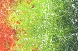 Micrograph visualising the distribution of transconjugant bacteria (in green) along a hyphal network (in white). Transconjugant bacteria are formed by direct contact and horizontal gene transfer of differing bacteria (in red and black) invading the hyphae from the right and the left side, respectively. Photo: Berthold et al. 2016 in Scientific Reports Micrograph visualising the distribution of transconjugant bacteria (in green) along a hyphal network (in white). Transconjugant bacteria are formed by direct contact and horizontal gene transfer of differing bacteria (in red and black) invading the hyphae from the right and the left side, respectively. Photo: Berthold et al. 2016 in Scientific Reports