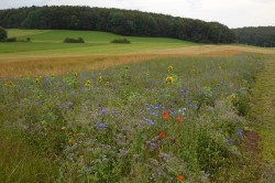 Als ökologische Vorrangflächen können zum Beispiel Blühstreifen angelegt werden, die sich als effektive Greening-Maßnahme erwiesen haben. Foto: Rainer Oppermann
