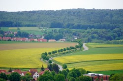 Eine Baumreihe als ökologische Vorrangfläche – ein sinnvolles Vernetzungselement zwischen Straße, Fahrradweg und Feld Foto: Sebastian Lakner