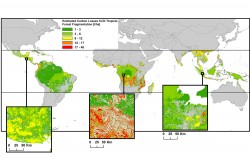 Worldwide carbon emissions due to fragmentation of tropical forests. Shading represents the estimated carbon losses for each fragment, setting edge depth to 100 m and relative carbon losses in forest edges to 50%. Photo: UFZ Worldwide carbon emissions due to fragmentation of tropical forests. Shading represents the estimated carbon losses for each fragment, setting edge depth to 100 m and relative carbon losses in forest edges to 50%. Photo: UFZ