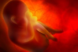 If the mother is particularly heavily exposed to phthalates during pregnancy, there is an increased risk of allergic asthma for the children. Photo: Fotosearch_k5757027 If the mother is particularly heavily exposed to phthalates during pregnancy, there is an increased risk of allergic asthma for the children. Photo: Fotosearch_k5757027