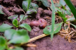 Über die Rolle von kleinen Pflanzenfressern, Räubern oder unterirdisch lebenden Tieren und Mikroorganismen im Nahrungsnetz ist bislang relativ wenig bekannt. Foto: Tilo Arnhold, iDiv Über die Rolle von kleinen Pflanzenfressern, Räubern oder unterirdisch lebenden Tieren und Mikroorganismen im Nahrungsnetz ist bislang relativ wenig bekannt. Foto: Tilo Arnhold, iDiv