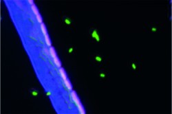 Germinated cells of the bacterium Bacillus subtilis (pink) line up close to a hypha (blue), which supplies them with water and nutrients. Spatially remote spores (green) do not receive nutrients from the hypha and do not germinate. This image was taken with the NanoSIMS, a secondary ion mass spectrometry system. Photo: UFZ Germinated cells of the bacterium Bacillus subtilis (pink) line up close to a hypha (blue), which supplies them with water and nutrients. Spatially remote spores (green) do not receive nutrients from the hypha and do not germinate. This image was taken with the NanoSIMS, a secondary ion mass spectrometry system. Photo: UFZ