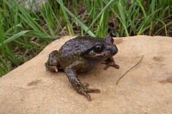The study revealed that the western lazy toad (Scutiger occidentalis), found at an altitude of 4,300 m on Pakistans Deosai Plateau, is a separate species that is presumably one of the ancestors of the species inhabiting the central Himalayas. This stands in contradiction to the assumption that the lazy toads had colonized the Himalayas from the east. Photo: Matthias Stöck The study revealed that the western lazy toad (Scutiger occidentalis), found at an altitude of 4,300 m on Pakistans Deosai Plateau, is a separate species that is presumably one of the ancestors of the species inhabiting the central Himalayas. This stands in contradiction to the assumption that the lazy toads had colonized the Himalayas from the east. Photo: Matthias Stöck