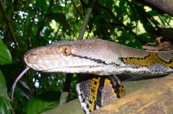 Der südostasiatische Netzpython (Malayopython reticulatus ssp.) gehört ausgewachsen zu den größten Beutegreifern Asiens. Er ist vor allem als Lederlieferant für die Modeindustrie gefragt. Foto: Mark Auliya, UFZ Der südostasiatische Netzpython (Malayopython reticulatus ssp.) gehört ausgewachsen zu den größten Beutegreifern Asiens. Er ist vor allem als Lederlieferant für die Modeindustrie gefragt. Foto: Mark Auliya, UFZ