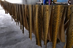 Python skins in a tannery in West Malaysia for the international market. To date, it has been almost impossible to prove whether such skins are from legal or illegal harvests. Photo: Mark Auliya, UFZ Python skins in a tannery in West Malaysia for the international market. To date, it has been almost impossible to prove whether such skins are from legal or illegal harvests. Photo: Mark Auliya, UFZ