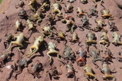 Opfer einer Bd-Epidemie in den französischen Pyrenäen. Foto: Dirk S. Schmeller Opfer einer Bd-Epidemie in den französischen Pyrenäen. Foto: Dirk S. Schmeller