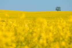 Rechtsexperten fordern ein modernes biodiversitätserhaltendes, klimaschonendes und gewässerschützendes Landwirtschaftsgesetz. Foto: UFZ / André Künzelmann Rechtsexperten fordern ein modernes biodiversitätserhaltendes, klimaschonendes und gewässerschützendes Landwirtschaftsgesetz. Foto: UFZ / André Künzelmann