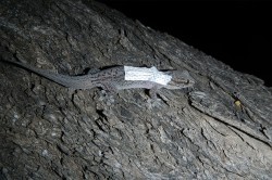 Ein ausgewachsener Gecko mit einem kleinen Rucksack, in dem ein Passivsender am Körper des Tieres angebracht wurde. Dieser kann den Aufenthaltsort und die Körpertemperatur übermitteln. Foto: UFZ / Annegret Grimm-Seyfarth Ein ausgewachsener Gecko mit einem kleinen Rucksack, in dem ein Passivsender am Körper des Tieres angebracht wurde. Dieser kann den Aufenthaltsort und die Körpertemperatur übermitteln. Foto: UFZ / Annegret Grimm-Seyfarth