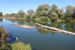 Um den Strukturreichtum der Mulde weiter zu erhöhen, werden sechs Raubäume in den Fluss eingebracht. Foto: Christiane Schulz-Zunkel, UFZ Um den Strukturreichtum der Mulde weiter zu erhöhen, werden sechs Raubäume in den Fluss eingebracht. Foto: Christiane Schulz-Zunkel, UFZ