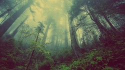  Foto: pixabay_forest-931706_960_720