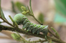Nachdem eine Pflanze des Wilden Tabaks (Nicotiana attenuata) von einer Raupe des Tabakschwärmers befallen wurde, wartet sie einige Tage ab erst dann setzt sie ihre chemische Verteidigung in Gang. Foto: Pia Backmann Nachdem eine Pflanze des Wilden Tabaks (Nicotiana attenuata) von einer Raupe des Tabakschwärmers befallen wurde, wartet sie einige Tage ab erst dann setzt sie ihre chemische Verteidigung in Gang. Foto: Pia Backmann