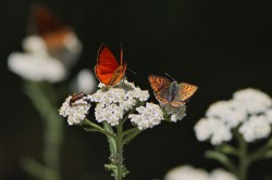 Dukaten-Feuerfalter (Lycaena virgaureae) und Brauner Feuerfalter (Lycaena tityrus) Foto: ©Petra Druschky / Tagfaltermonitoring Deutschland Dukaten-Feuerfalter (Lycaena virgaureae) und Brauner Feuerfalter (Lycaena tityrus) Foto: ©Petra Druschky / Tagfaltermonitoring Deutschland