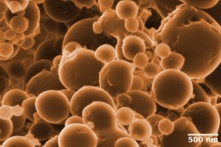 Formation of small vesicles indicate that Candidatus Argoarchaeum ethanivorans divide by budding. The researchers detected these structures with a high-resolution Helium Ion Microscope. The Archaeal cells are extremely small - on average, they are 100-fold thinner than a human hair. Photo: Matthias Schmidt / UFZ.