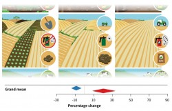To determine the responses of species richness and yield to conventional land-use intensification, we conducted a global meta-analysis. Across all production systems (food, fodder, wood), intensification increases yield (+20.3% / red arrow), but also leads to a loss of species (-8.9% / blue arrow). Photo: UFZ To determine the responses of species richness and yield to conventional land-use intensification, we conducted a global meta-analysis. Across all production systems (food, fodder, wood), intensification increases yield (+20.3% / red arrow), but also leads to a loss of species (-8.9% / blue arrow). Photo: UFZ
