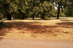 Vegetation unter Stress  Hitzekonditionen im Friedenspark Leipzig Foto: Roland Krämer, HU Berlin