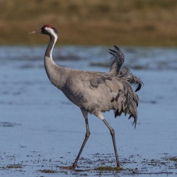 Führt die Liste der Arten mit bedeutendem Existenzwert für Deutschland an der Kranich (Grus grus). Foto: A. Trepte, www.photo-natur.de, CC BY-SA 3.0 DE Führt die Liste der Arten mit bedeutendem Existenzwert für Deutschland an der Kranich (Grus grus). Foto: A. Trepte, www.photo-natur.de, CC BY-SA 3.0 DE