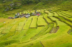Artenreiche historische Kulturlandschaften gibt es nicht nur in Mitteleuropa, sondern beispielsweise auch in Asien, wie die hier abgebildeten Reisterrassen von Batad eine Weltkulturerbe-Landschaft im Norden der Philippinen. Eine weitere nachhaltige Nutzung trägt zum Erhalt der Agrobiodiversität bei und beeinhaltet zugleich den Schutz artenreicher Bergwälder als wichtige Wasserspeicher für eine kontinuierliche Bewässerung. Foto: André Künzelmann / UFZ Artenreiche historische Kulturlandschaften gibt es nicht nur in Mitteleuropa, sondern beispielsweise auch in Asien, wie die hier abgebildeten Reisterrassen von Batad eine Weltkulturerbe-Landschaft im Norden der Philippinen. Eine weitere nachhaltige Nutzung trägt zum Erhalt der Agrobiodiversität bei und beeinhaltet zugleich den Schutz artenreicher Bergwälder als wichtige Wasserspeicher für eine kontinuierliche Bewässerung. Foto: André Künzelmann / UFZ
