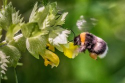 In den Städten sind Hummeln die dominierenden Bestäuber. Foto: André Künzelmann / UFZ