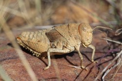 Prionotropis rhodanica Uvarov, 1923, the Crau Plain Grasshopper, critically endangered and exclusive to southern France. Threatened by habitat loss including road construction. Photo: Axel Hochkirch Prionotropis rhodanica Uvarov, 1923, the Crau Plain Grasshopper, critically endangered and exclusive to southern France. Threatened by habitat loss including road construction. Photo: Axel Hochkirch